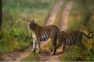 Two tigers died due to poisoning at Avalanche in Tamil Nadu: NTCA report