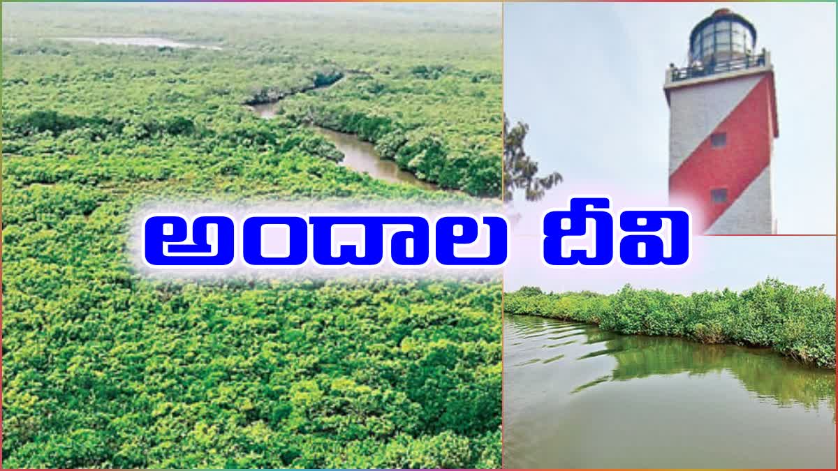 beautiful_mangroves_in_gullalamoda