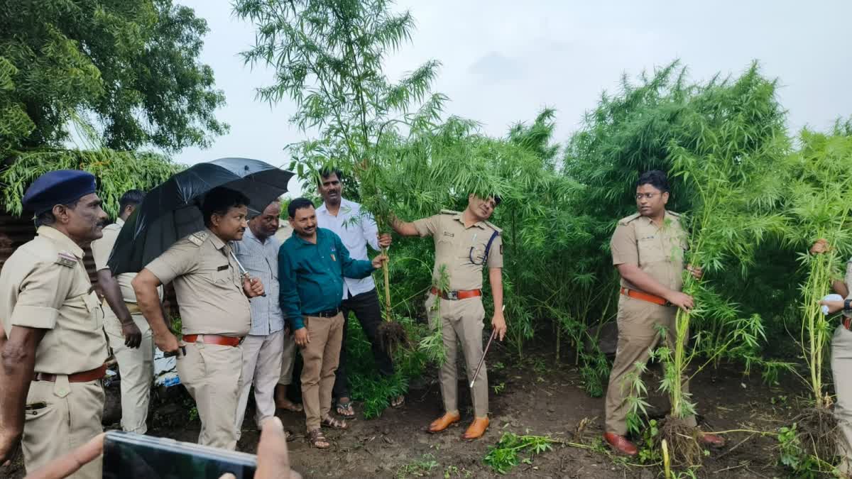 Bidar Police Raid On Ganja Plant: 400kg Ganja Seized