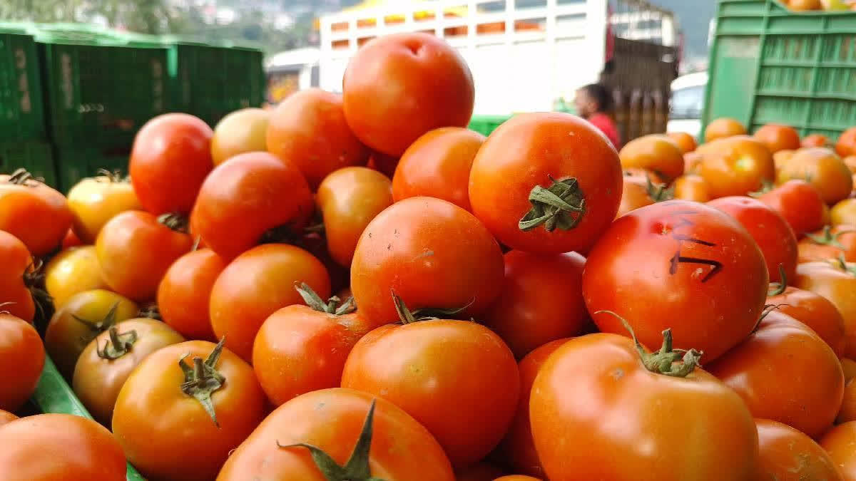 In response to the recent spike in tomato prices, the National Cooperative Consumers' Federation of India Limited (NCCF), under the Ministry of Consumer Affairs, Food and Public Distribution, has initiated the sale of tomatoes at Rs 65 per kg.