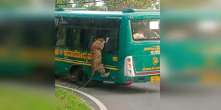 leopard-climbing-near-the-kstdc-window-has-gone-viral