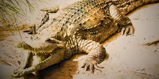 CROCODILES RESCUED