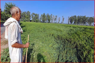 Haryana paddy crop destroyed