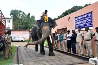 ಮೈಸೂರು ಜಂಬೂ ಸವಾರಿಗೆ ಗಜಪಡೆ ರೆಡಿ