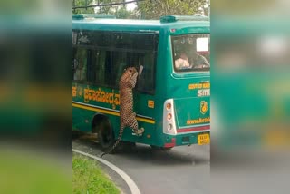 leopard-climbing-near-the-kstdc-window-has-gone-viral