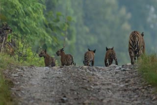 TIGRESS BIRTH FOUR CUBS