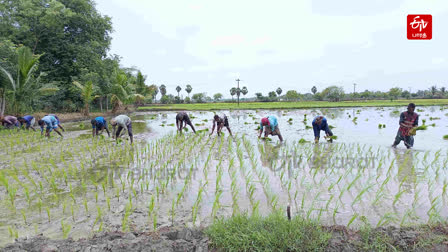 வடமாநில தொழிலாளர்கள் விவசாயம் செய்யும் காட்சி