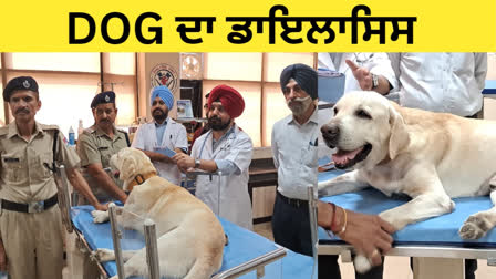 DOG Annex became healthy after undergoing dialysis 4 times in ludhiana hospital