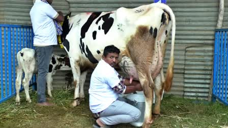 state-level-milking-competition