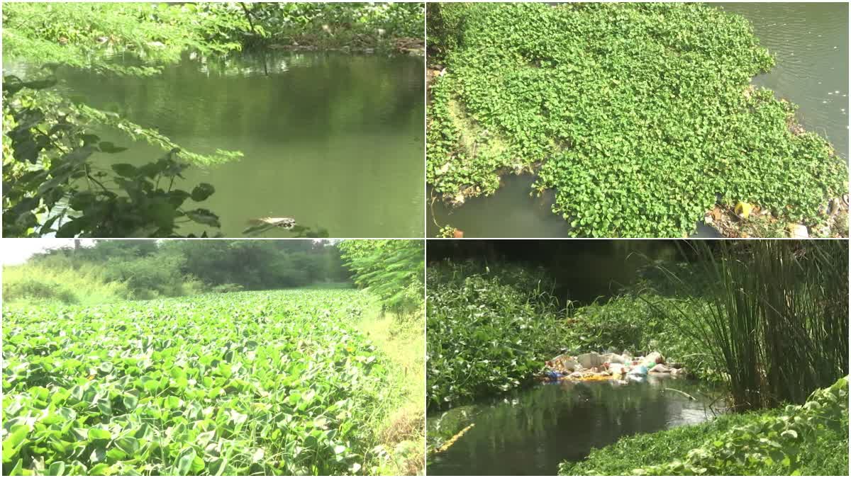 YSRCP_Government_Careless_on_Crop_Canals_Management