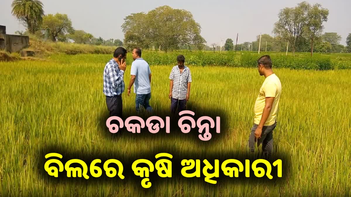 ବୌଦ୍ଧରେ ଚକଡା ଚିନ୍ତା: ଖବର ପ୍ରସାରଣ ପରେ କ୍ଷେତ ପରିଦର୍ଶନ କଲେ ବିଭାଗୀୟ ଅଧିକାରୀ