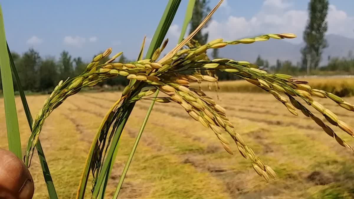 Mushk Budji Rice in Anantnag