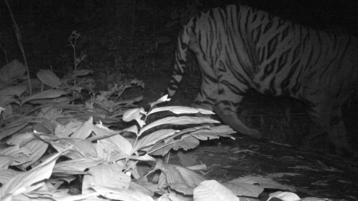 Tiger seen in trap camera in Palamu Tiger Reserve