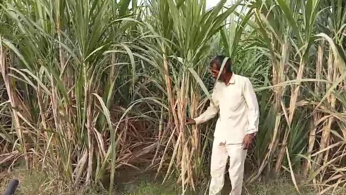 sugarcane msp in haryana
