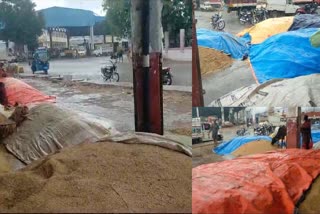 rain-soaked-paddy-at-apmc-market-raichur-heavy-rain-in-raichur