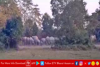 Elephant menace in Majuli