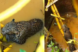 Leopard Fell Into Well Viral Video