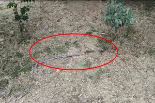A cobra swallowed another cobra in Gadag