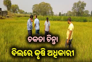 ବୌଦ୍ଧରେ ଚକଡା ଚିନ୍ତା: ଖବର ପ୍ରସାରଣ ପରେ କ୍ଷେତ ପରିଦର୍ଶନ କଲେ ବିଭାଗୀୟ ଅଧିକାରୀ