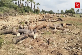 Public demand to take action against the person who cuts hundreds of palm trees on government land near Chengalpattu