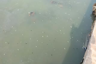 રંગમતી નદીમાં હજારો માછલીઓના મૃત્યુ
