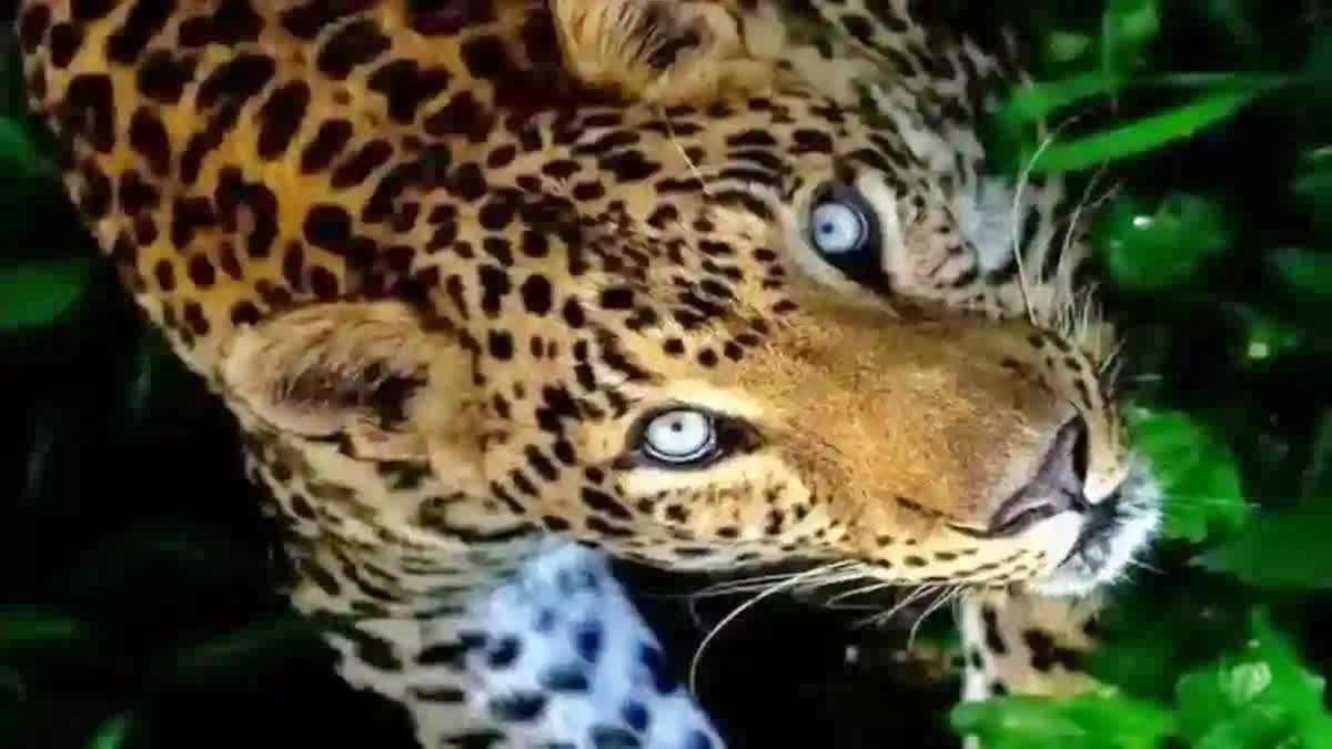 LEOPARD  കണ്ണൂർ കരിമണലിൽ പുലി  പുലി സാന്നിധ്യം  KANNUR NEWS