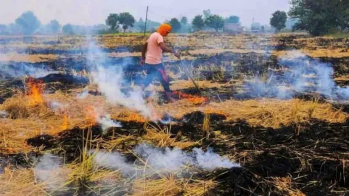 INCREASED FINE FOR BURNING STUBBLE