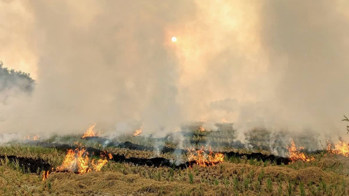 Stubble Burning