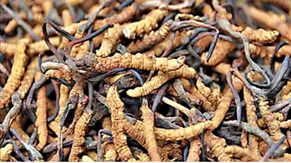 Cordyceps militaris is the cure for these serious diseases including diabetes and cholesterol