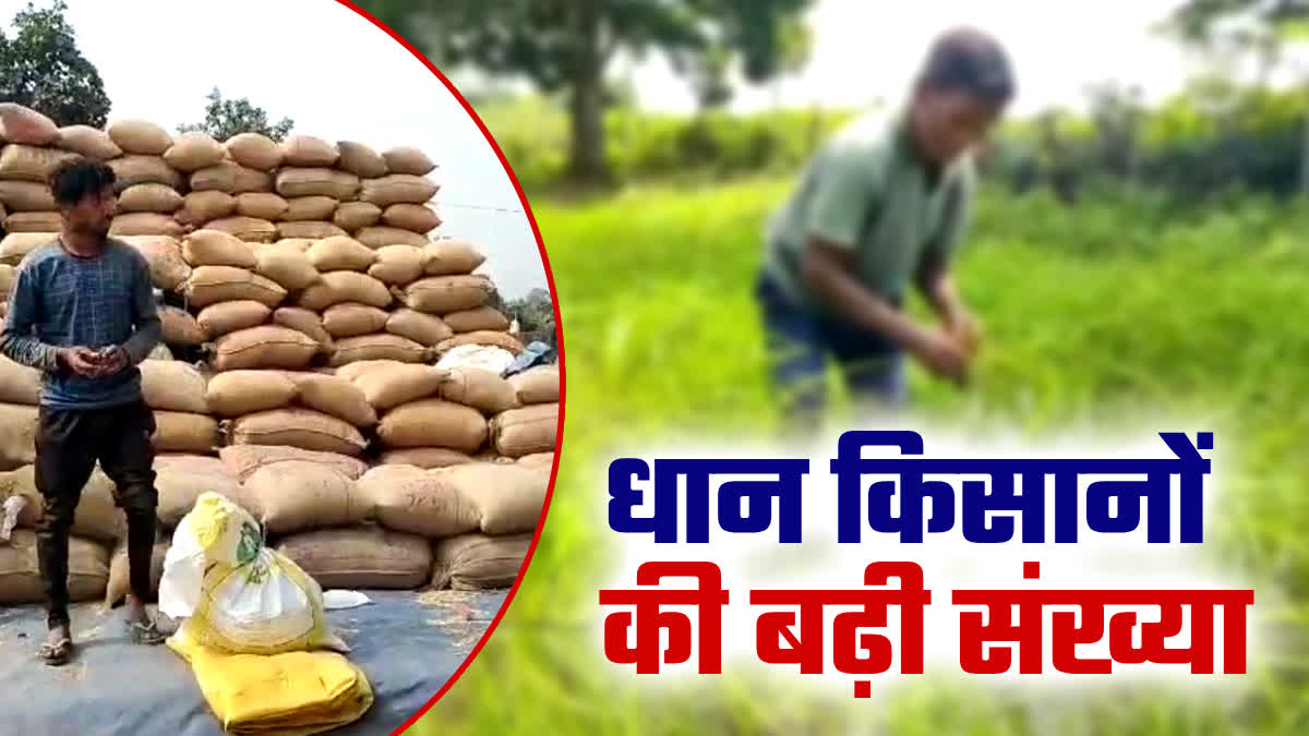 Increase number of paddy sellers