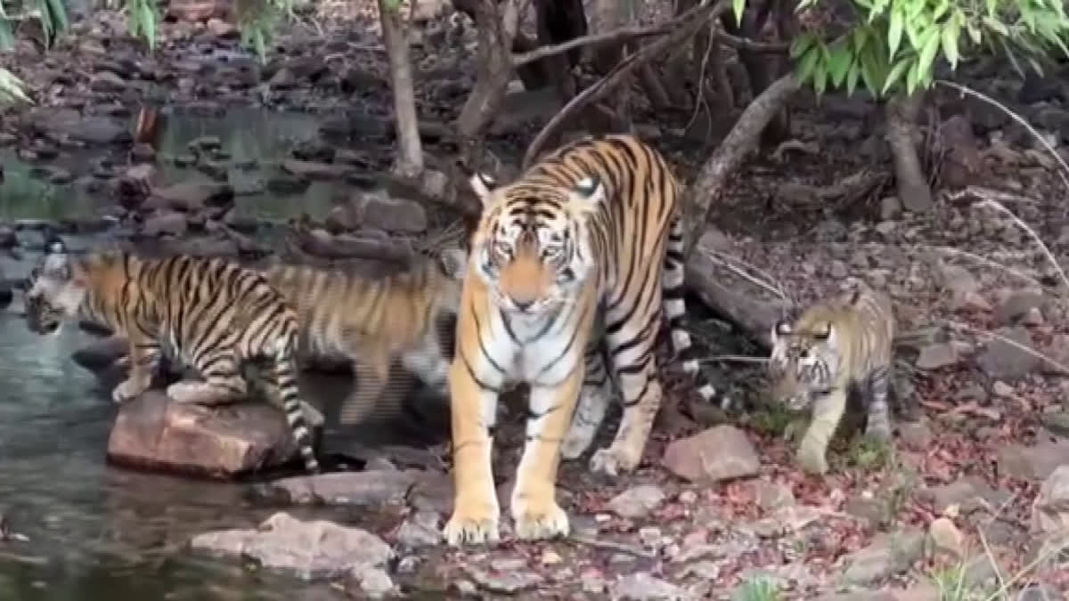 25 Tigers Missing From Ranthambore National Park, Experts Blame ...