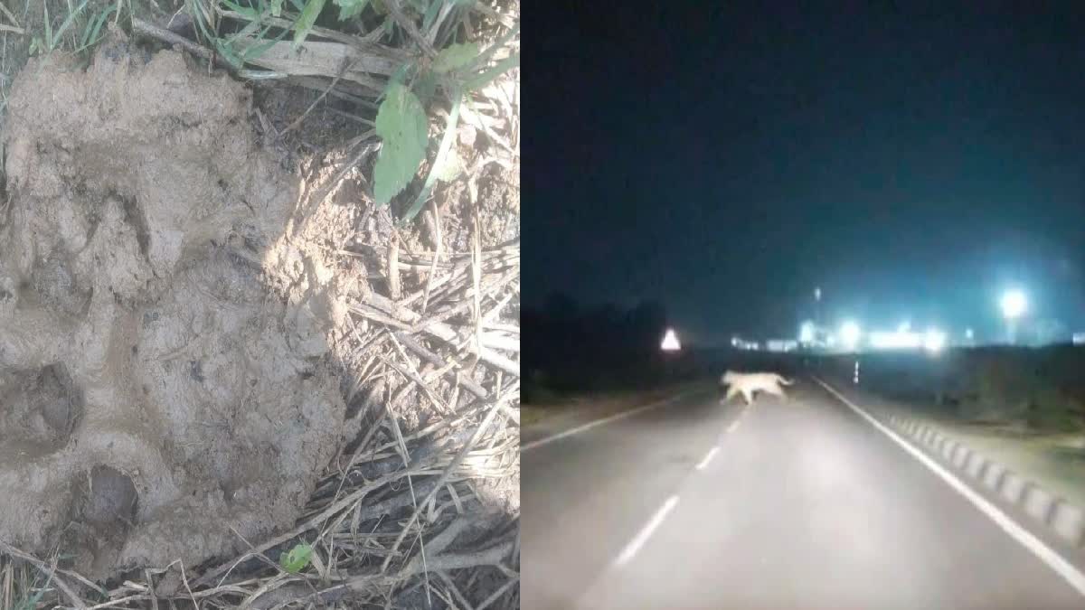 Tiger Roaming In Berhampur