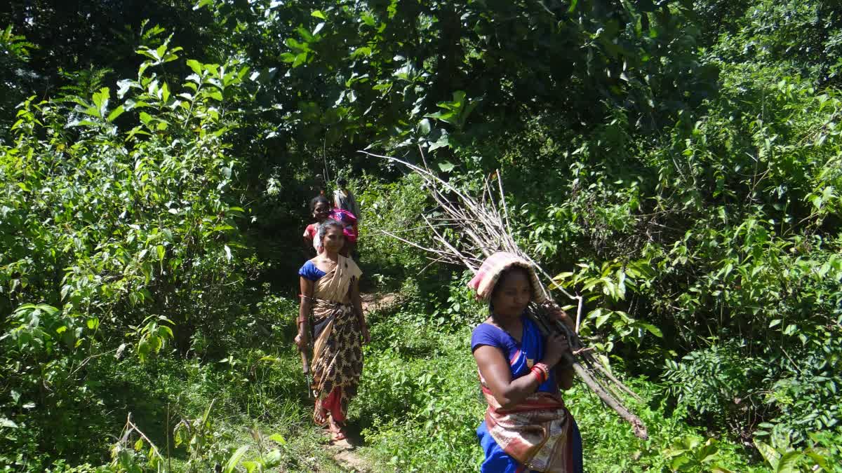 Koraput Women Revive Forests Earn State Recognition in ecological conservation in Odisha