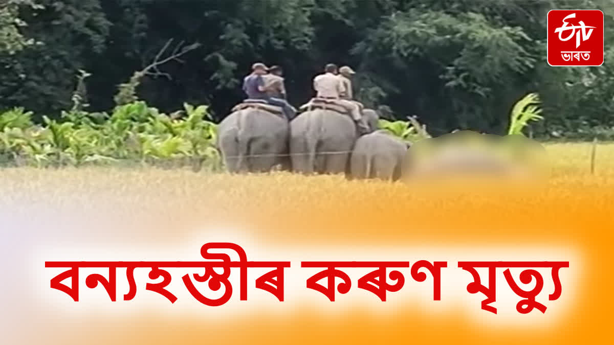 Tragic death of wild elephant at Barsala in Sonitpur