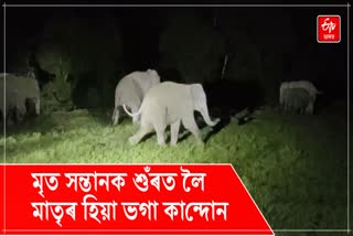 Baby elephant calf death