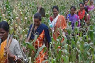 Koraput Women Revive Forests, Earn State Recognition