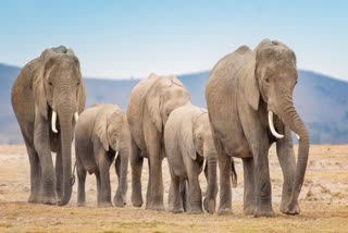 advisory committee for elephants