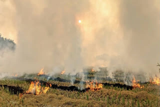 Stubble Burning