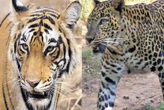 Tiger And Leopard Sightings Stir Fear Among Locals In Telangana's Lakshettipet