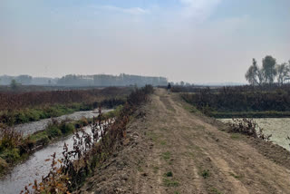 A dirt road carved in dried up Hokersar wetland near Srinagar.