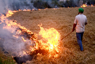 Stubble Burning