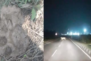 Tiger Roaming In Berhampur