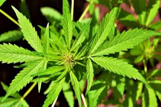 man Growing Ganja in Warangal