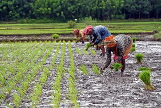 Ministry Holds Midterm Review Of Agricultural Scheme Implementation In Northern States