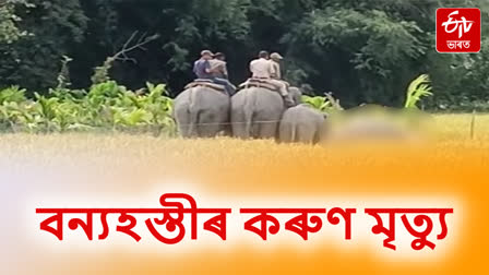 Tragic death of wild elephant at Barsala in Sonitpur