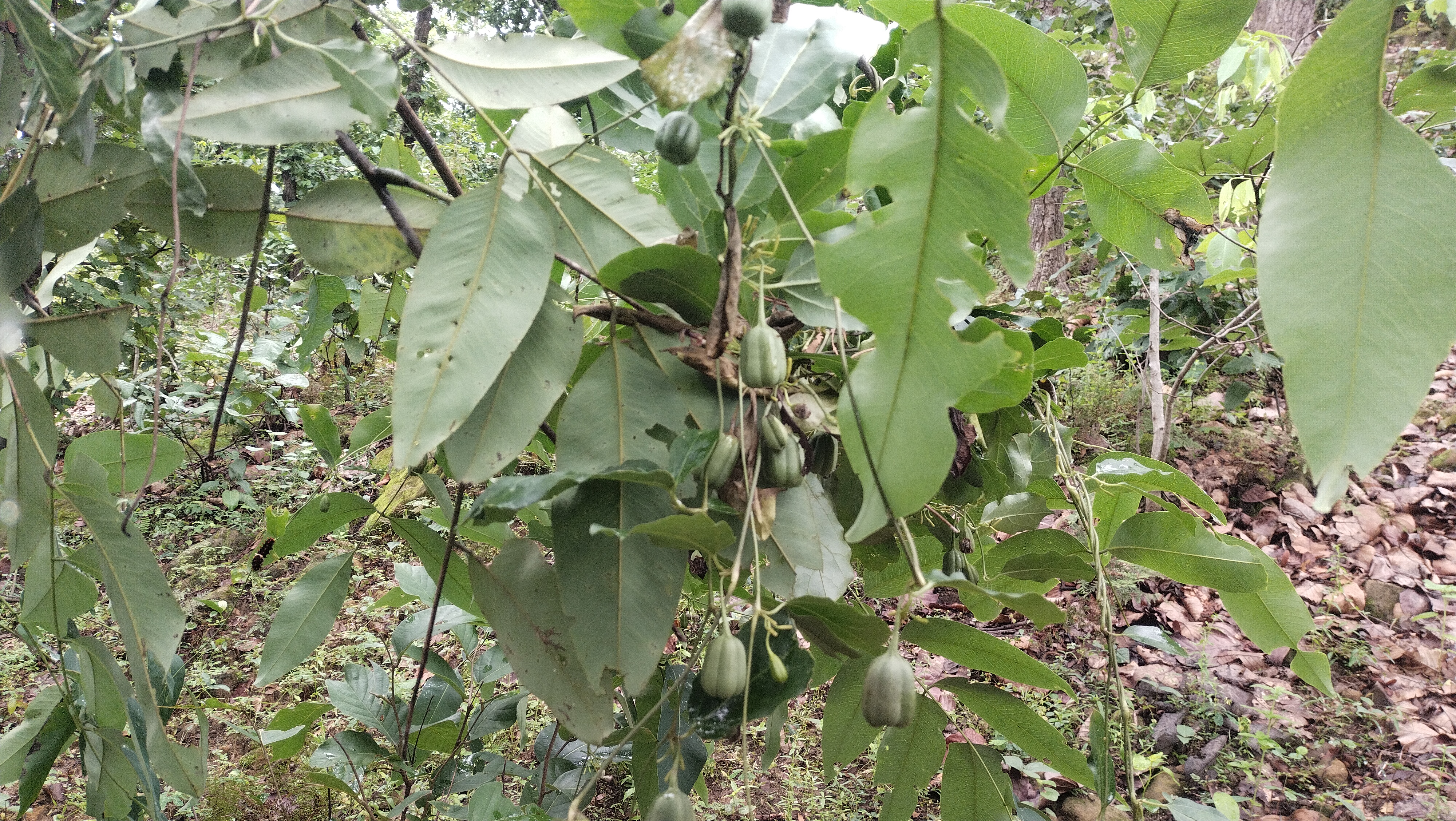 Manendragarh Chirmiri Bharatpur