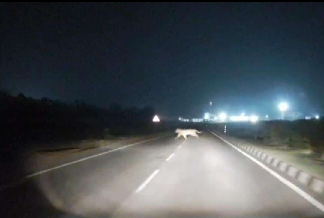 Tiger Roaming In Berhampur