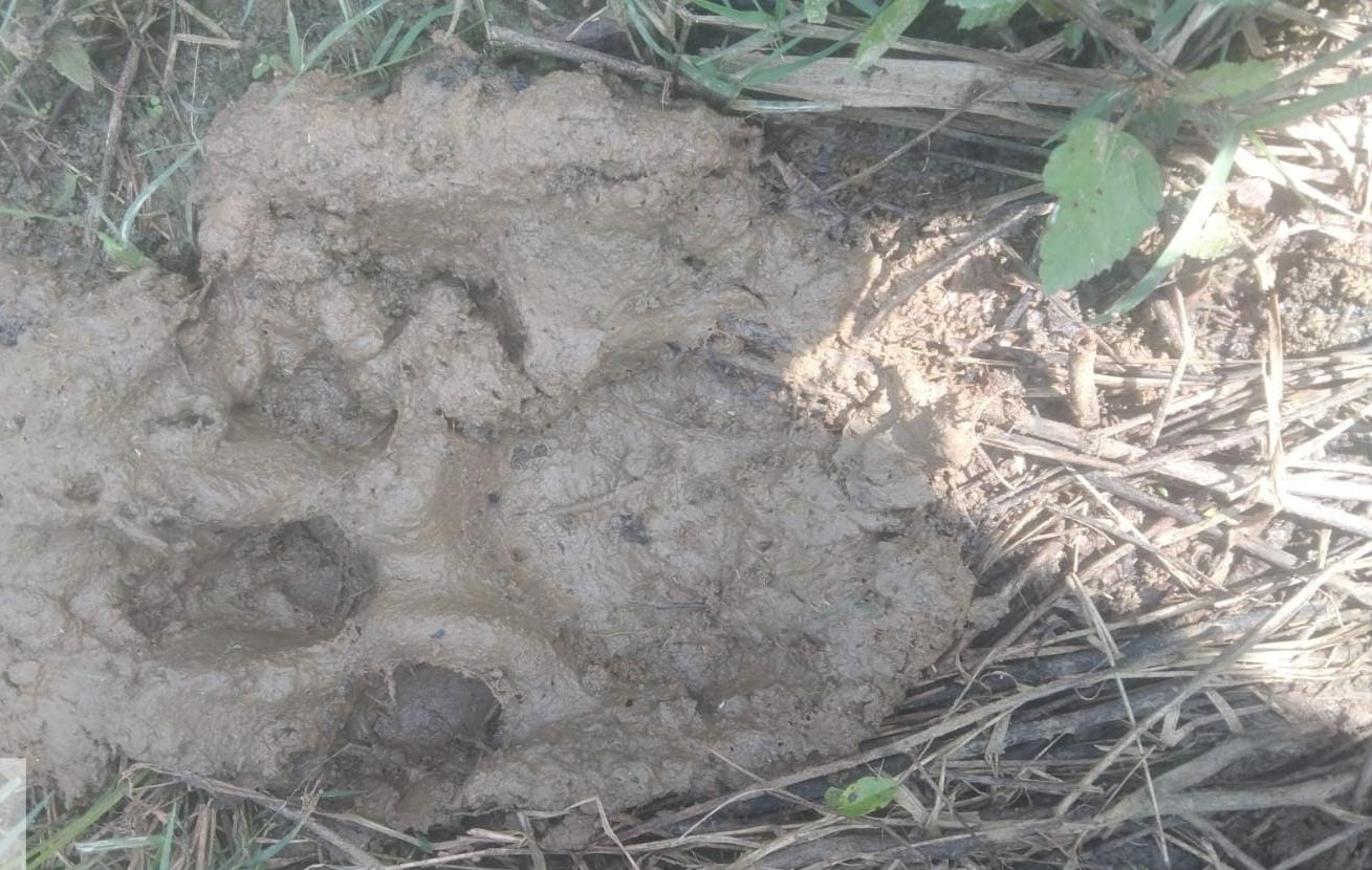 Tiger Roaming In Berhampur