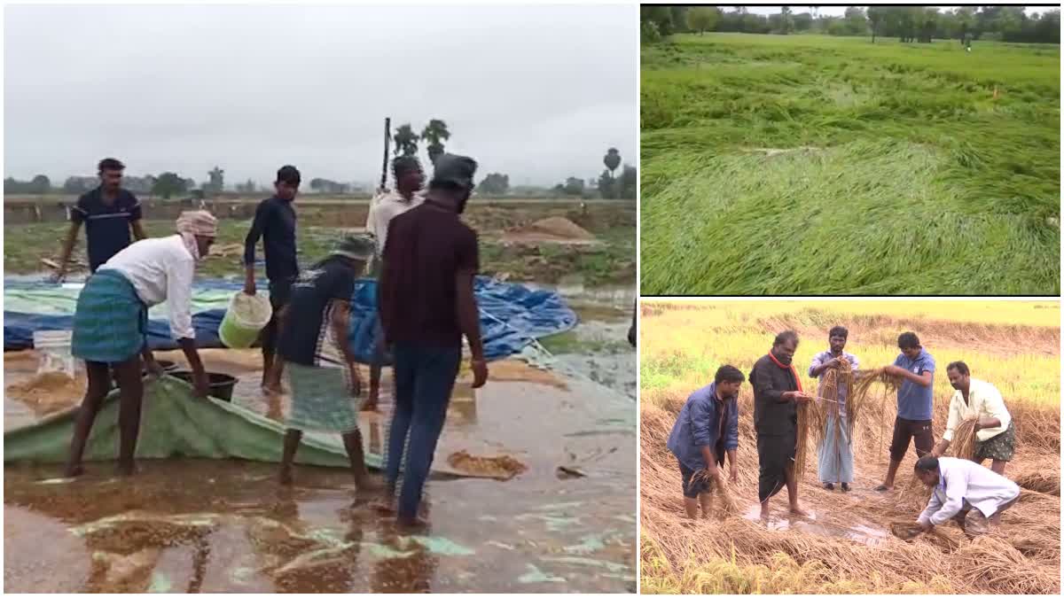 Huge Crops Loss To Farmers In Telangana