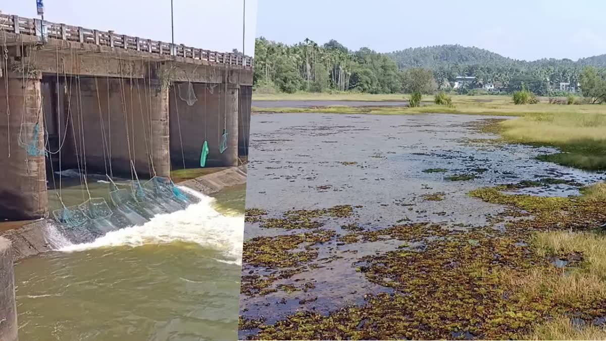 മാവൂരിലെ വയലുകളിൽ വെള്ളക്കെട്ട് കൃഷി ചെയ്യാനാവാതെ കർഷകർ  പൊറുതിമുട്ടി മാവൂരിലെ കർഷകർ  മാവൂരിലെ പാടശേഖരങ്ങളിൽ വെള്ളക്കെട്ട്  മാവൂർ പഞ്ചായത്തിലെ വെള്ളക്കെട്ട്  കോഴിക്കോട് ജില്ലാ വാർത്തകൾ  Regulator installation in Mavoor Kavanakkallu  Mavoor Kavanakkallu regulator cum bridge